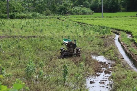 A small tractor is working in the rice field, moving through green fields a.. Stock Photos