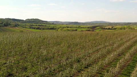 A small tractor works in a field with apple trees. Stock Footage 238840162