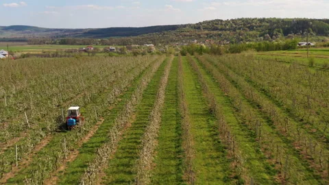 A small tractor works in a field with apple trees. Stock Footage 238840504