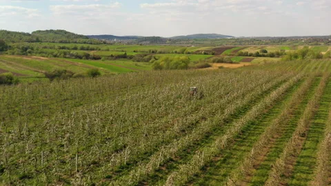 A small tractor works in a field with apple trees. Stock Footage 238840545