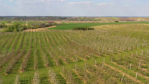 A small tractor works in a field with apple trees. Видео 238840942