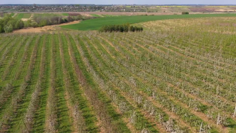 A small tractor works in a field with apple trees. Stock Footage 238840979