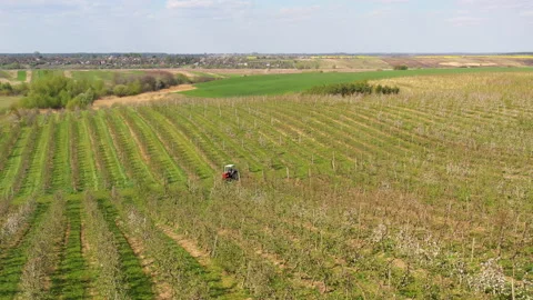 A small tractor works in a field with apple trees. Stock Footage 238841160