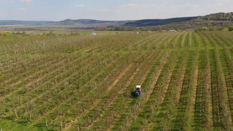 A small tractor works in a field with apple trees. Stock Footage 238841457