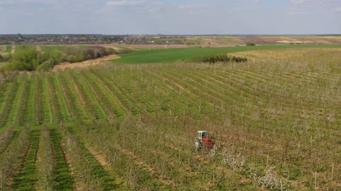 A small tractor works in a field with apple trees. Stock Footage 238841704