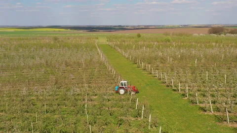 A small tractor works in a field with apple trees. Stock Footage 238842086