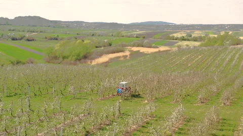 A small tractor works in a field with apple trees. Stock Footage 238843055