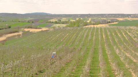 A small tractor works in a field with apple trees. Stock Footage 238843305