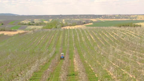 A small tractor works in a field with apple trees. Видео 238843496