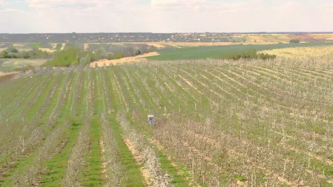 A small tractor works in a field with apple trees. Видео 238843696
