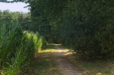 Small trail between a cornfield and a forrest Stock Photos