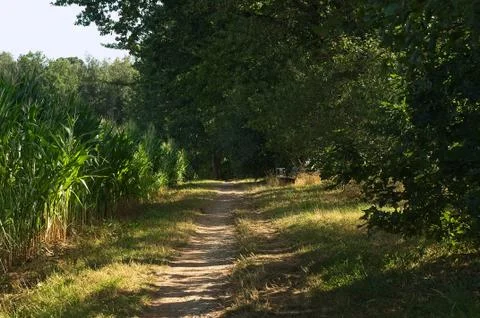 Small trail between a cornfield and a forrest Stock Photos