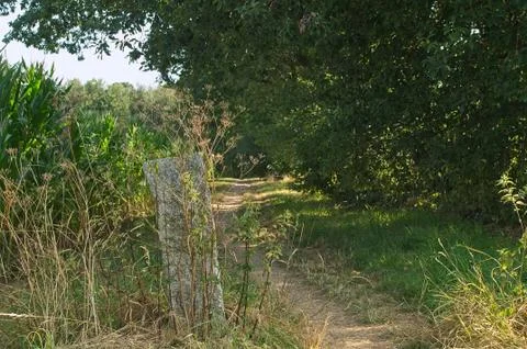 Small trail between a cornfield and a forrest Stock Photos
