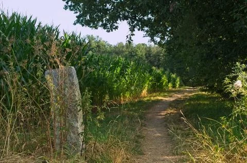 Small trail between a cornfield and a forrest Stock Photos