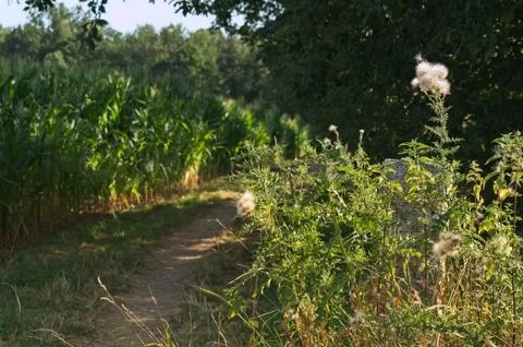 Small trail between a cornfield and a forrest Stock Photos