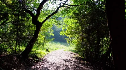 Small trail in fresh green trees. Environmentally green image in summer. Stock Footage 75926378