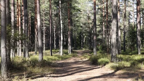 Small trail in a pine forest Video stock 305509150