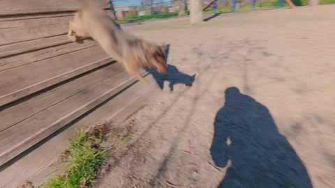 A small trained dog climbs over a high fence on command.  From the first person. 库存影片 334130257