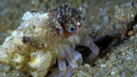 Small tranparent hermit crab with white spots all over the body Video stock 112472555