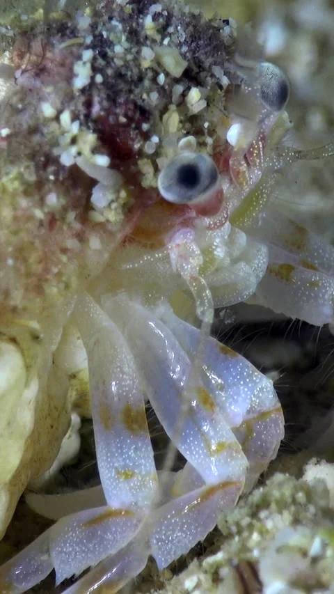 Small tranparent hermit crab with white spots all over the body Stock Footage 228832871