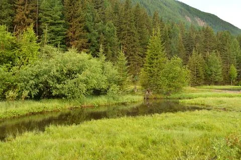 A small, tranquil river, crossing a valley at the edge of a forest, flows s.. Stock Photos