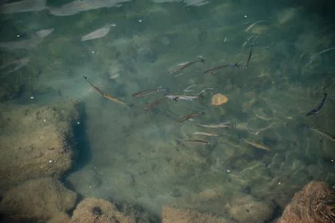 Small Translucent Fish In Muddy Water. Concept Of Water Pollution And Death Of Foto stock