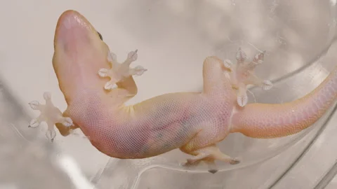Small Translucent Gecko Clinging to Smooth Surface with All Limbs Spread Out Stock Footage 316158856