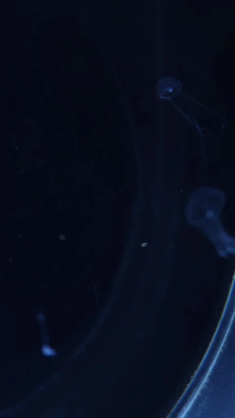 The small translucent jellyfish floats effortlessly in the dark ocean, its delic Stock Footage 292516983