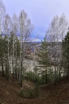 Small transparent birch forest on a mountain slope, pierced by the rays of th Stock Photos