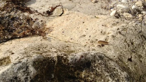 Small transparent Caridea shrimp crawling over rocks and algae close Stock Footage 149873447
