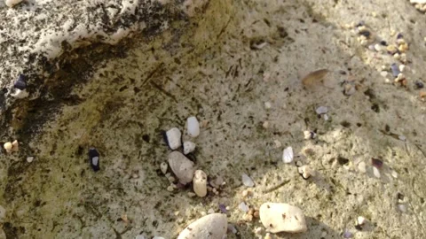 Small transparent Caridea shrimp crawling over rocks and algae close 3 Stock Footage 149873471