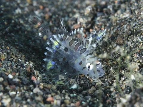 Small transparent fish with patterns, zebra dwarf lionfish (Dendrochirus zebra) Stock Photos