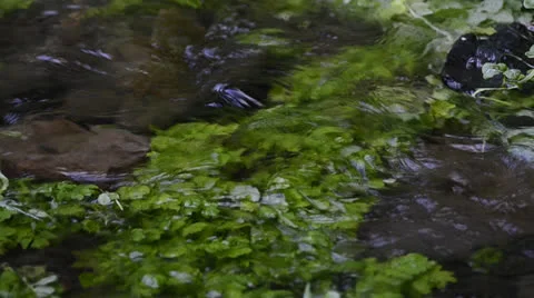 Small transparent river Stock Footage 23196346