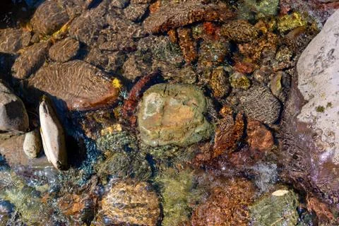 A small transparent stream flows on a stone bottom with fir needles Stock Photos