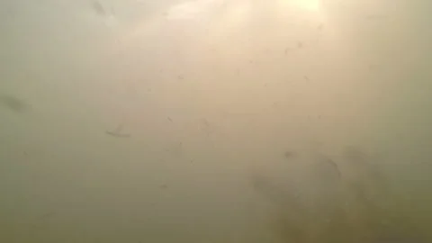 Small trash of algae in water Stock Footage 125913711