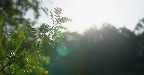 Small Tree Against The Sun Stock Footage 246766184