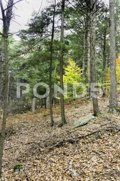 Small tree among evergreens Stock Photos