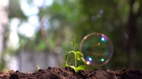 Small tree and bubble 2 Stock Footage 108612690