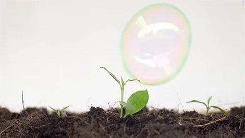Small tree and bubble Stock Footage 108607817