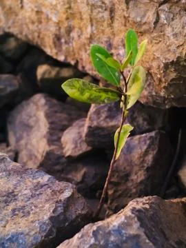 Small tree and rough brown stone texture 写真素材