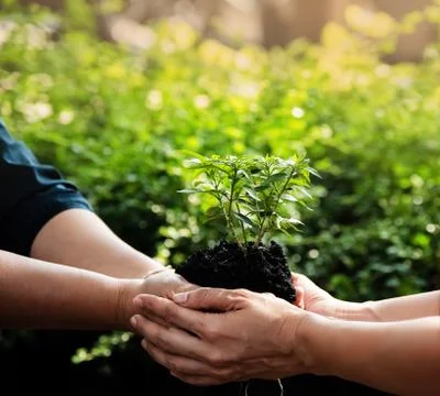 Small tree and soil in human hand ,blurry light around Foto stock