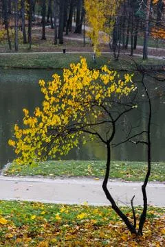 Small tree in autumn Stock Photos
