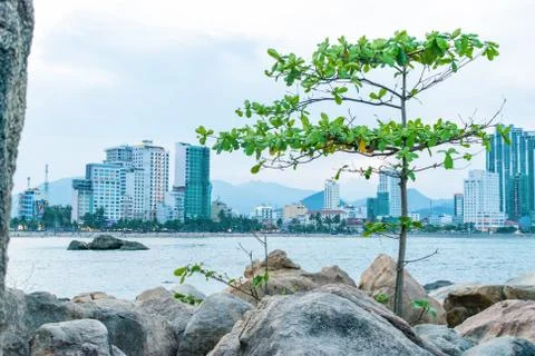 Small tree on beach with stones with city background in sunset Stock Photos