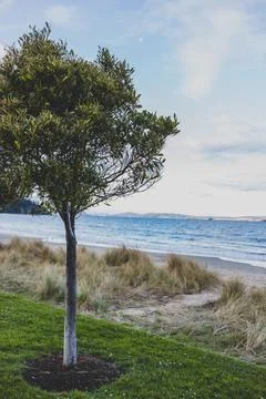 Small tree with beautiful beach view in Kingston Beach in Southern Tasmania,  Stock Photos
