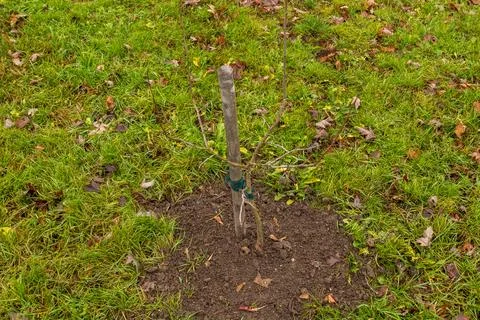 A small tree is being planted in rich soil, surrounded by vibrant green gra.. Stockfoto's