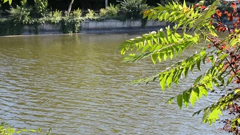 Small tree beside the river Видео 92056958