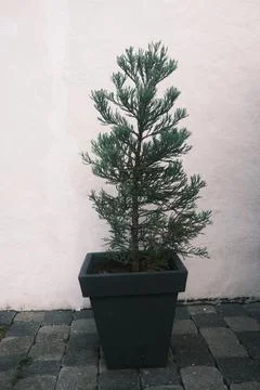 A small tree is in a black pot on a brick walkway Stock Photos