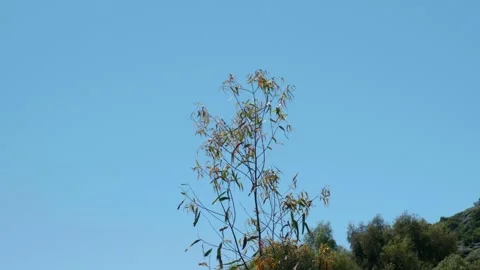 Small tree blowing gently in wind Stock Footage 260369876