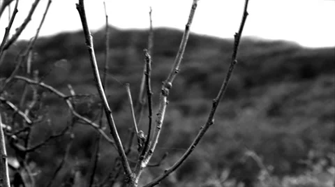 Small Tree blowing in the wind B&amp;W Video stock 35561818
