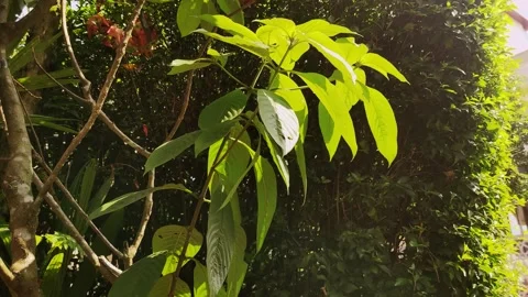 Small tree blown by the wind Stock Footage 273992540